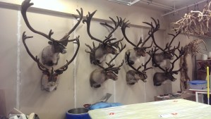 Icelandic reindeers, with velvet on their antlers