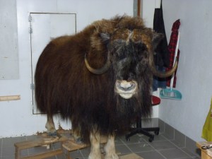 Fullsize Musk Ox
